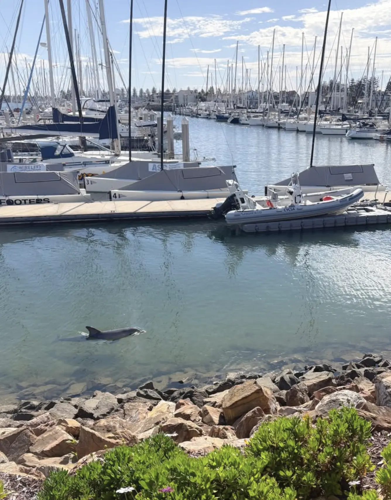 adelaide dolphin sanctuary wildlife tours
