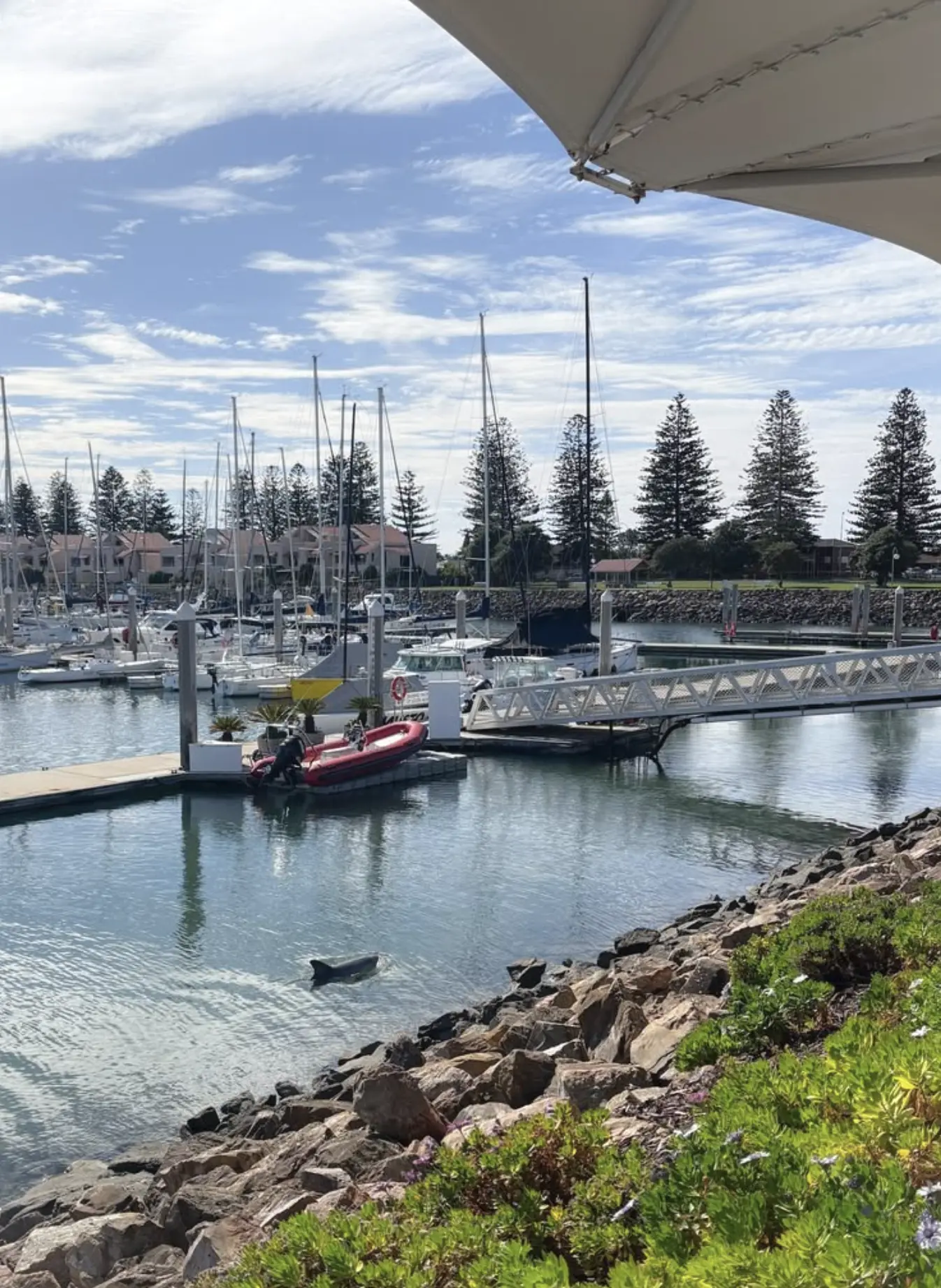 best dolphin swim tours south australia
