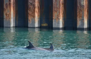 dolphin swim adelaide south australia guide