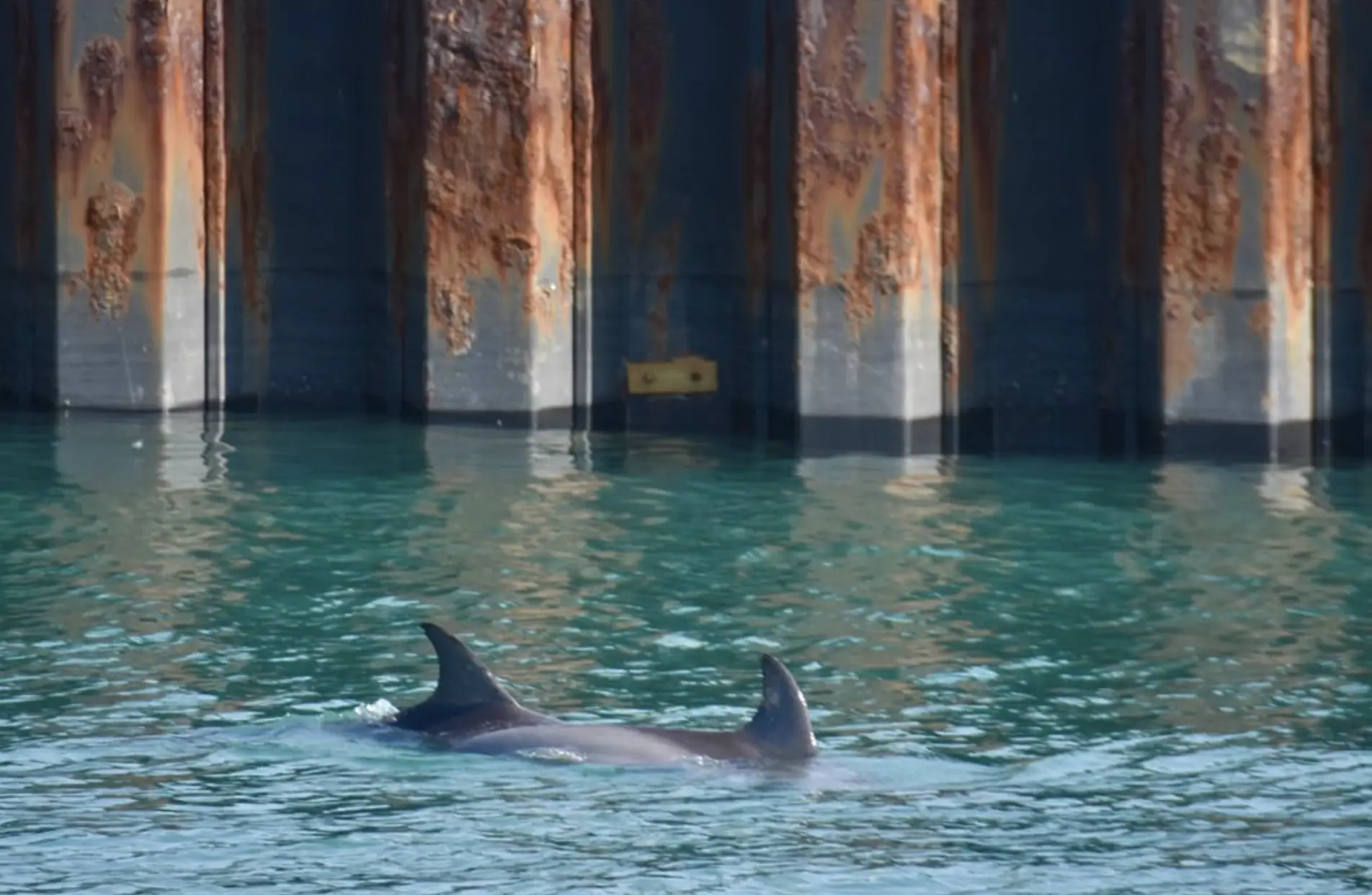 dolphin swim adelaide south australia guide