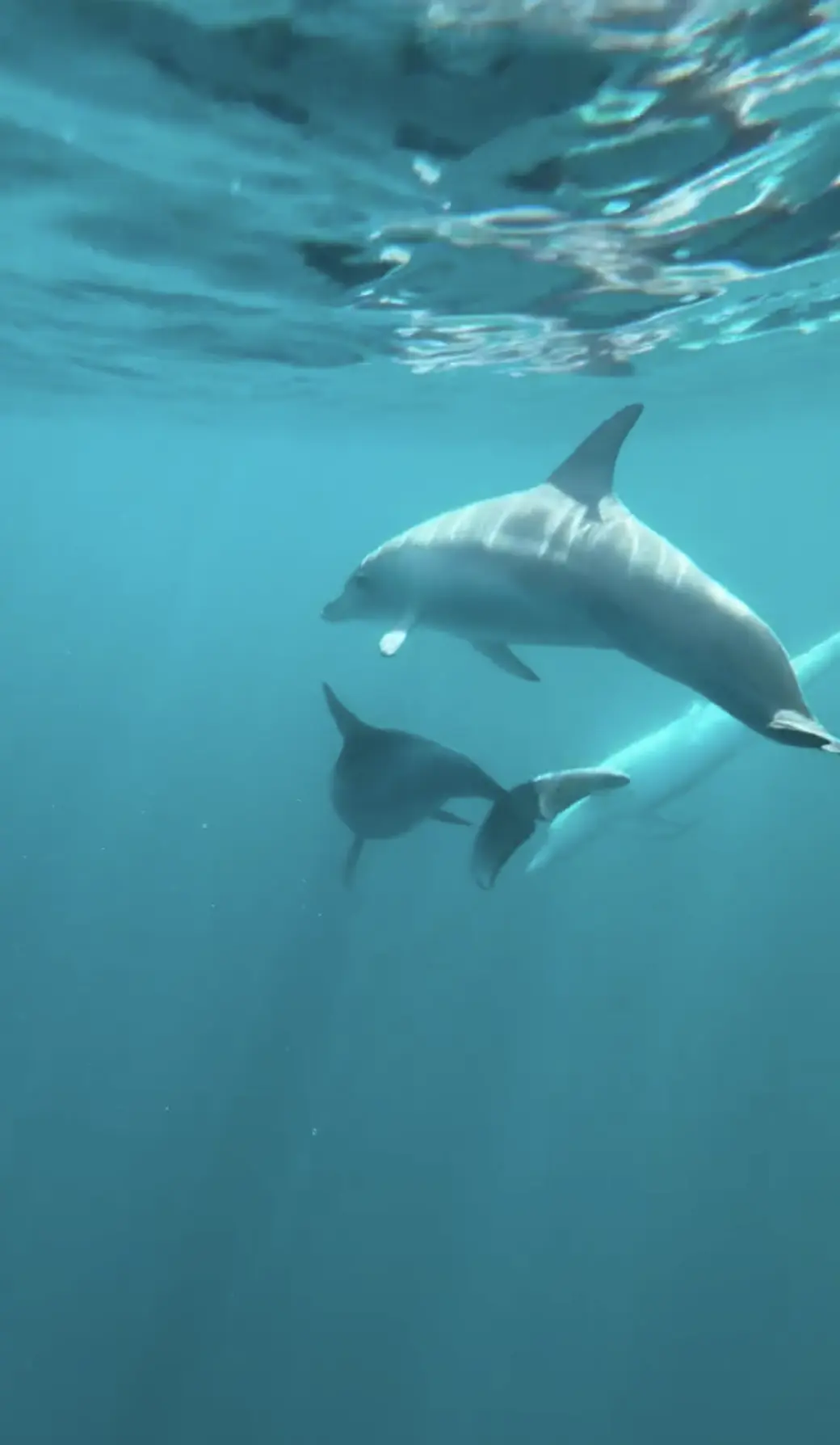 glenelg marina dolphin encounters australia